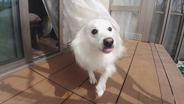 「得体のしれない何かが…」　窓から出てきた『白い生き物』を激写したら？