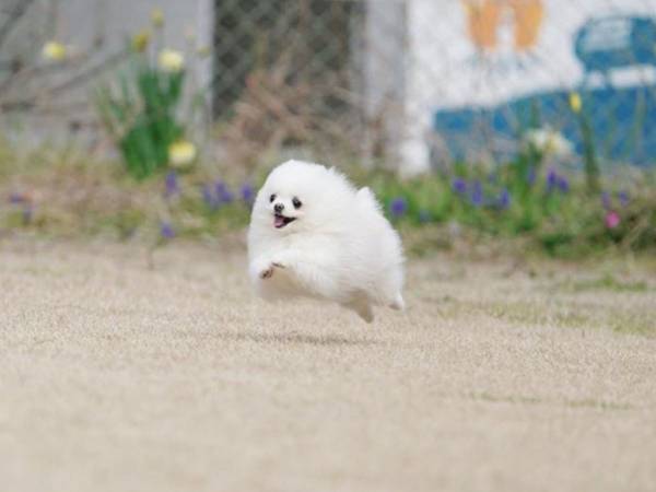 ポメラニアンの写真に１２万『いいね』！　全力で走った結果？