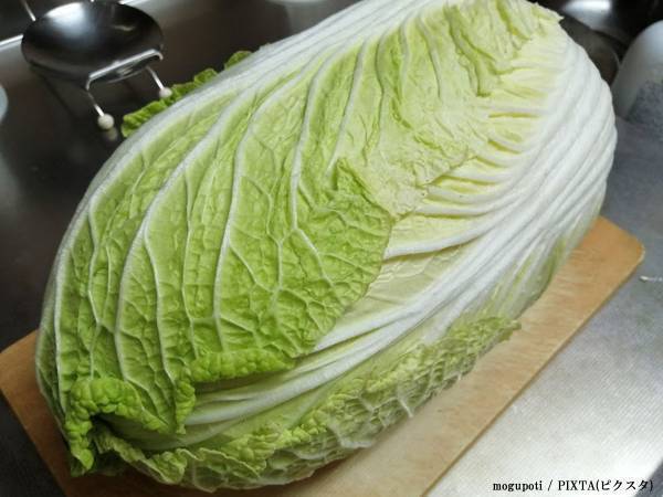 白菜はどう保存するのが正解？　ニチレイが教える技に「やってみます！」
