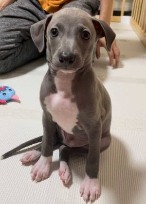 愛らしい子犬が成長すると？　想像の斜め上を行く姿が、コチラ　「人間になるタイプ」「笑った」