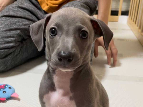 愛らしい子犬が成長すると？　想像の斜め上を行く姿が、コチラ　「人間になるタイプ」「笑った」