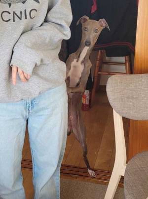 愛らしい子犬が成長すると？　想像の斜め上を行く姿が、コチラ　「人間になるタイプ」「笑った」