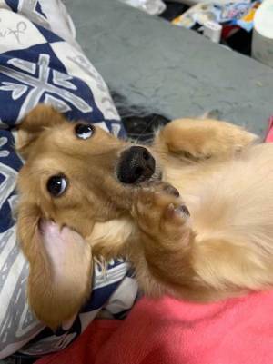 犬の表情に『４万いいね』　写真に「ちょっと腹立つ」「こういう顔大好き」