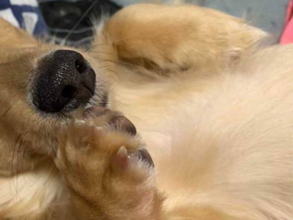 犬の表情に『４万いいね』　写真に「ちょっと腹立つ」「こういう顔大好き」