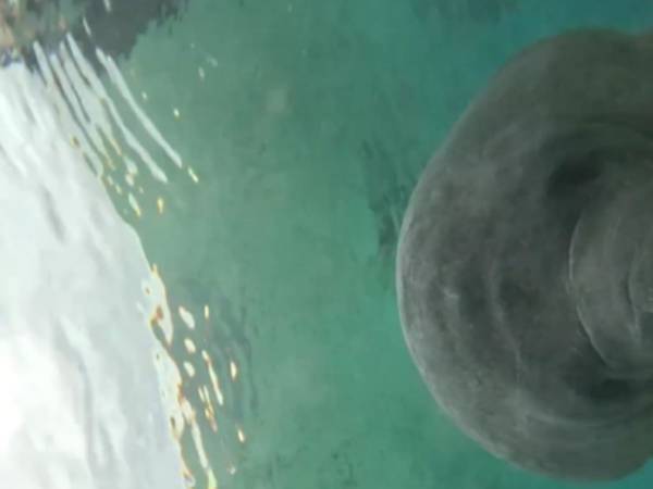 川底に置いたカメラに近付いた動物　次の瞬間？「クレイジーだ」「大笑いした」