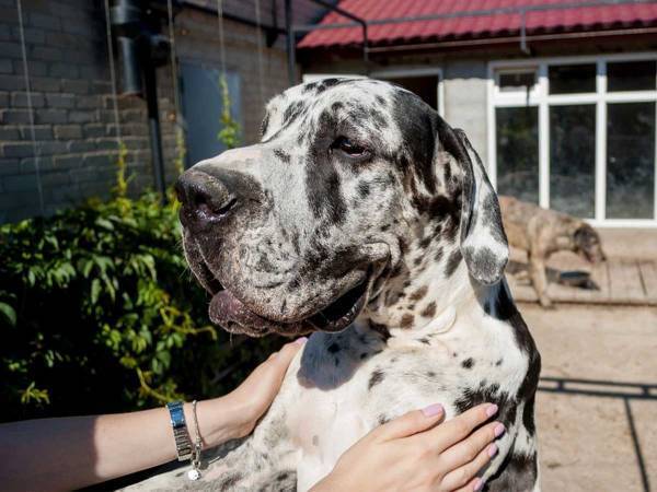 心は子犬のまま？　超大型犬にハグをしたら　見せた『リアクション』がこちら