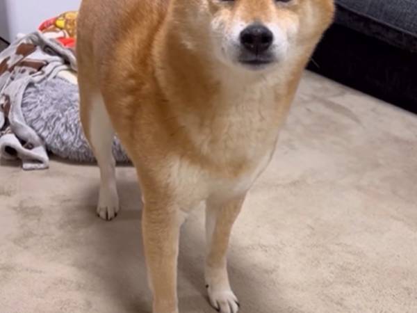 「表情がもはや人」「目の輝きが違う」　『ある言葉』をかけられた柴犬の反応が？