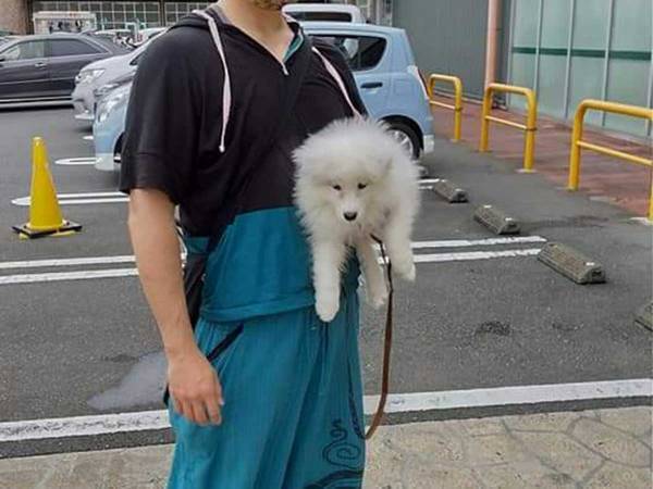 飼い主の小脇に抱えられたサモエドの子犬　３年後…「コレは優勝」