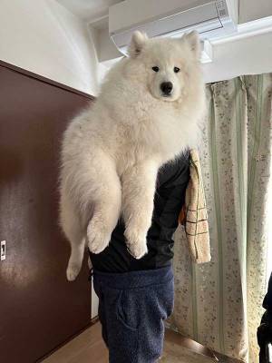 飼い主の小脇に抱えられたサモエドの子犬　３年後…「コレは優勝」