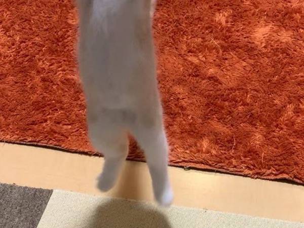 躍動感のある猫　全身で喜びを表す様子に「ハッピーハッピーしよる」