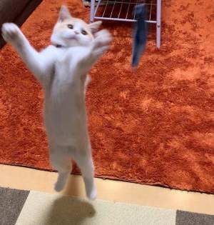 躍動感のある猫　全身で喜びを表す様子に「ハッピーハッピーしよる」