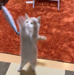 躍動感のある猫　全身で喜びを表す様子に「ハッピーハッピーしよる」