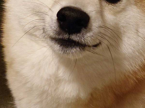 柴犬に「なんでそんなにかわいいの？」と毎日聞いていたら、この表情…！