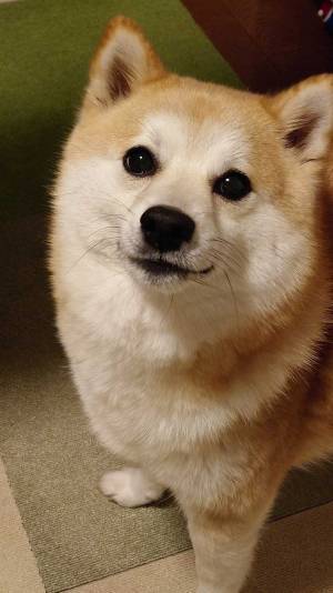 柴犬に「なんでそんなにかわいいの？」と毎日聞いていたら、この表情…！