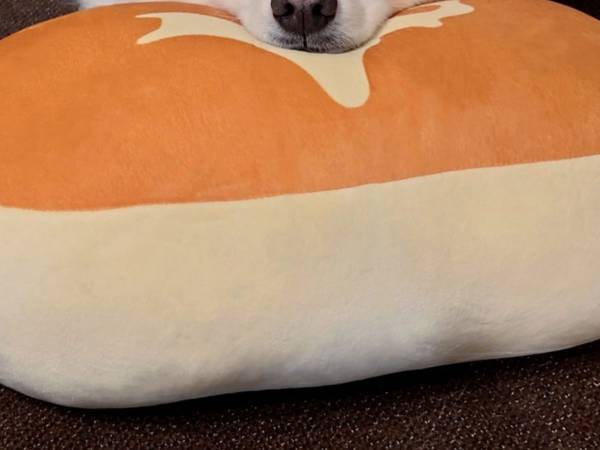 飼い主「すっかりチーズ蒸しパンの虜」　犬の写真に「かわいい」「声出して笑った」