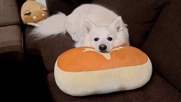 飼い主「すっかりチーズ蒸しパンの虜」　犬の写真に「かわいい」「声出して笑った」