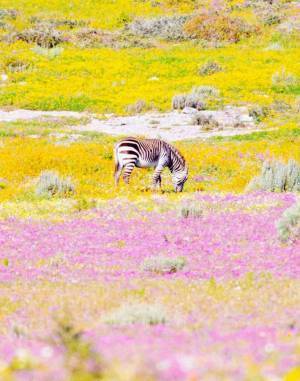 荒涼とした土地に突如現れた『楽園』　アフリカの絶景に「自然ってすごい」「貴重で美しい」