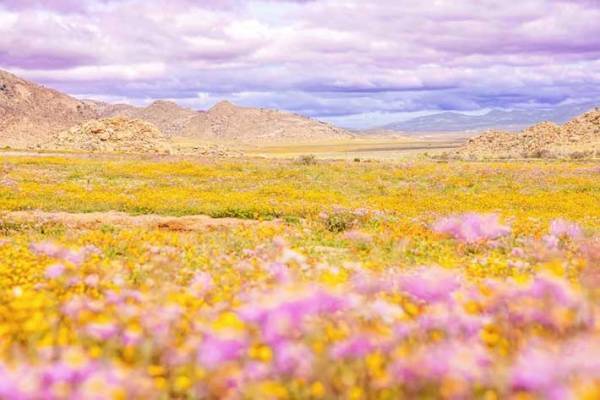 荒涼とした土地に突如現れた『楽園』　アフリカの絶景に「自然ってすごい」「貴重で美しい」