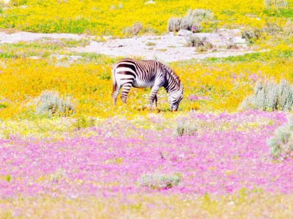 荒涼とした土地に突如現れた『楽園』　アフリカの絶景に「自然ってすごい」「貴重で美しい」