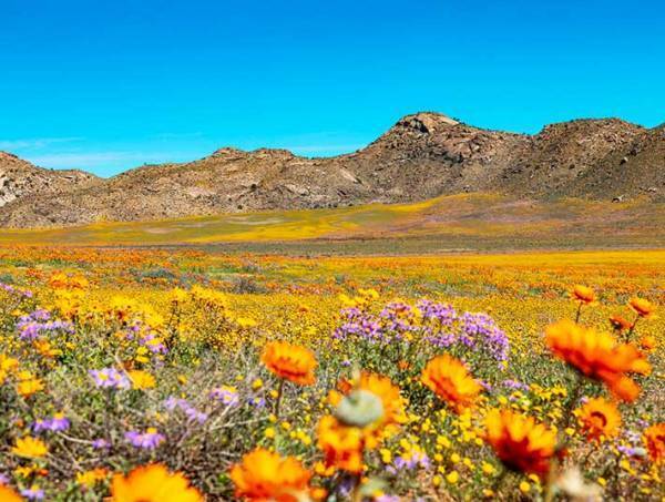 荒涼とした土地に突如現れた『楽園』　アフリカの絶景に「自然ってすごい」「貴重で美しい」