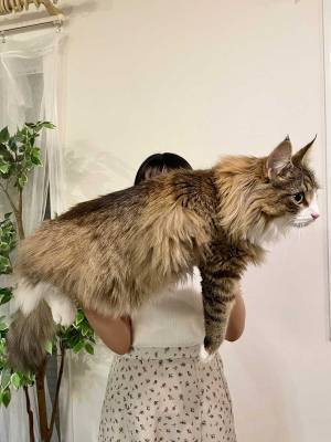 生後３か月の子猫、１０か月後にこうなる　写真に「そうはならんやろ」「全然違う」