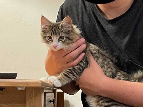 生後３か月の子猫、１０か月後にこうなる　写真に「そうはならんやろ」「全然違う」