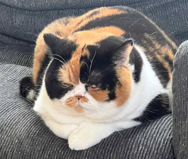 子猫が成長したらこうなった！　その姿に「酸いも甘いも噛み分けた顔」