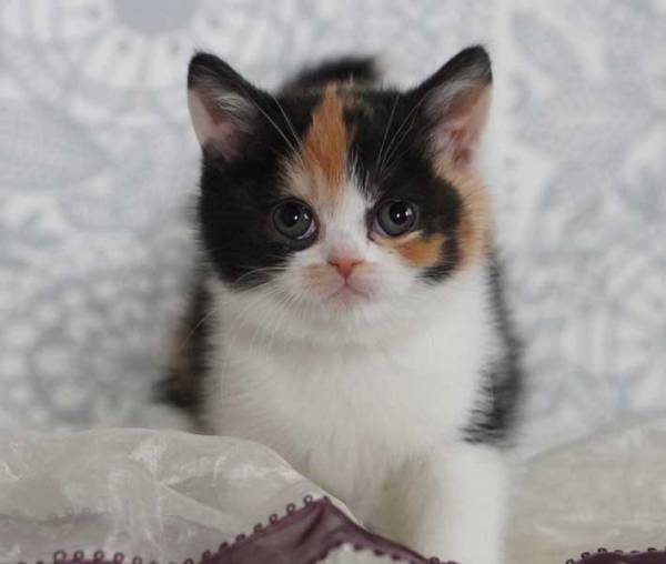 子猫が成長したらこうなった！　その姿に「酸いも甘いも噛み分けた顔」