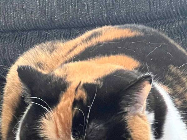 子猫が成長したらこうなった！　その姿に「酸いも甘いも噛み分けた顔」