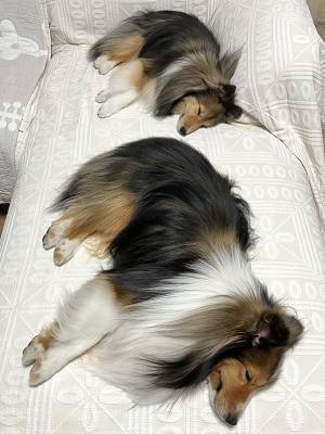 ソファで眠るシェルティ　よく見ると？「目を疑った」「これはビビる」