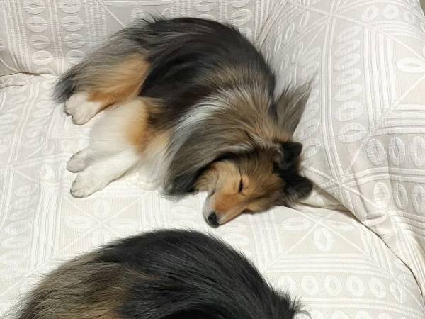 ソファで眠るシェルティ　よく見ると？「目を疑った」「これはビビる」