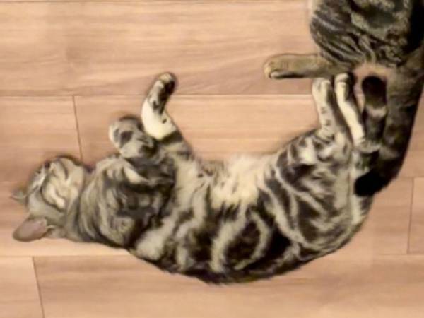 「二度見した！」　仲よしな２匹合作の『猫文字』に反響の声！