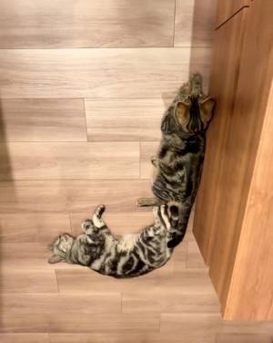 「二度見した！」　仲よしな２匹合作の『猫文字』に反響の声！