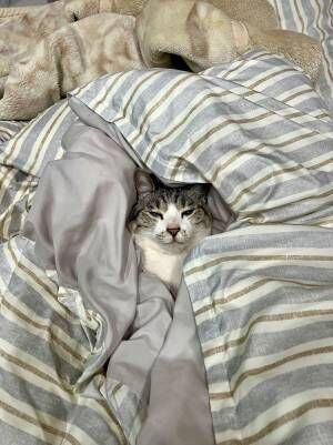 布団にいる猫の写真