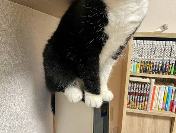 飼い主「器用だなー！」　猫が乗っていた場所に驚き！