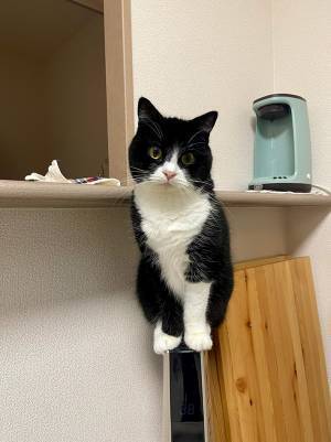 飼い主「器用だなー！」　猫が乗っていた場所に驚き！