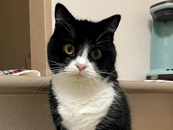 飼い主「器用だなー！」　猫が乗っていた場所に驚き！