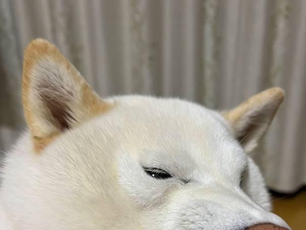 歯磨きをきらう柴犬　写真に「爆笑」「その顔はダメ」