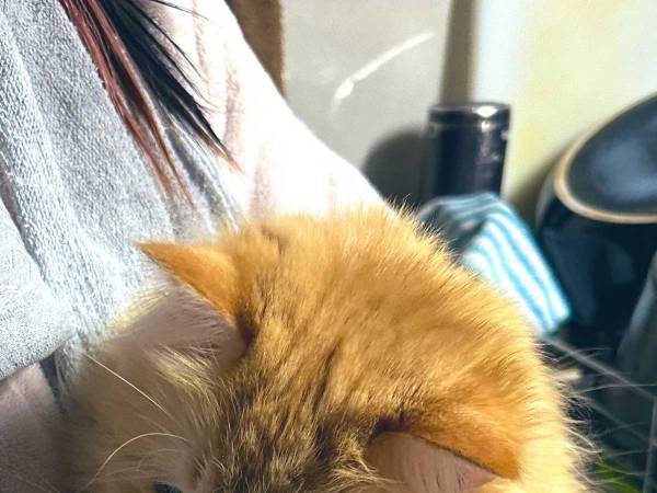 叱られる猫の表情に８万いいね　理由が分かる１枚に「これは無罪判決不可避」