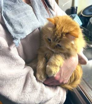 叱られる猫の表情に８万いいね　理由が分かる１枚に「これは無罪判決不可避」