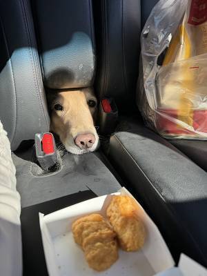 車の中でマックを開封　振り返ると…「変な声出た」「強すぎるだろ！」