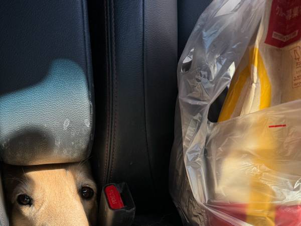 車の中でマックを開封　振り返ると…「変な声出た」「強すぎるだろ！」