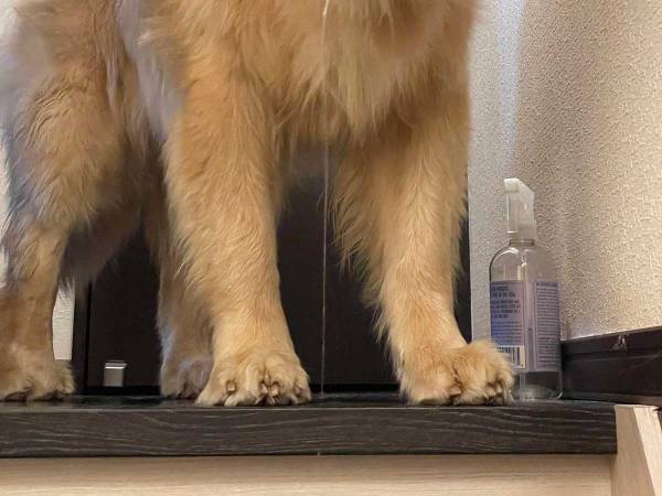 飼い主を出迎えたゴールデンレトリバー　寝起きと分かる１枚に「声出して笑った」「最高」