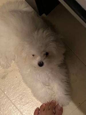 ドライヤー嫌いなのに…　飼い主への愛で動いた犬が話題