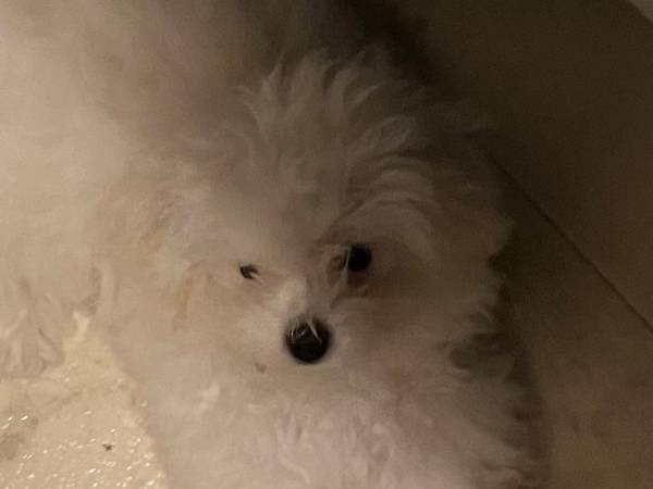 ドライヤー嫌いなのに…　飼い主への愛で動いた犬が話題