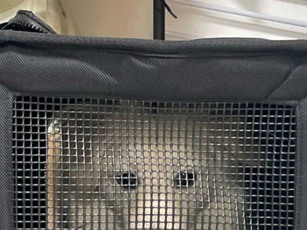 ドッグランから帰宅した犬　とった行動に「よっぽど楽しかったんだろうな…」