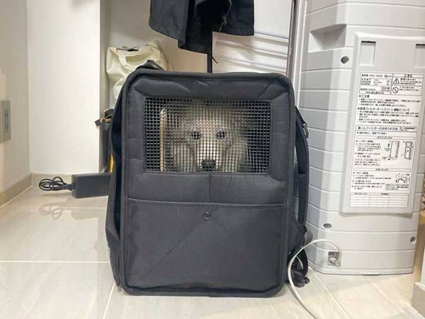 ドッグランから帰宅した犬　とった行動に「よっぽど楽しかったんだろうな…」