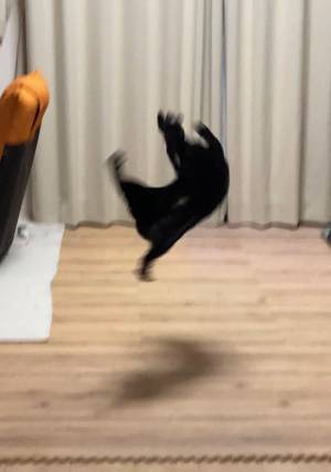 黒い物体は何…？　３年前から変わらないことに「元気な証拠」「激しい」