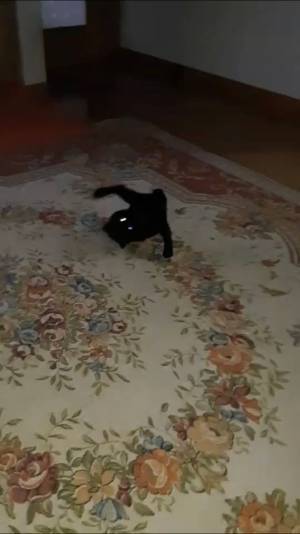 黒い物体は何…？　３年前から変わらないことに「元気な証拠」「激しい」