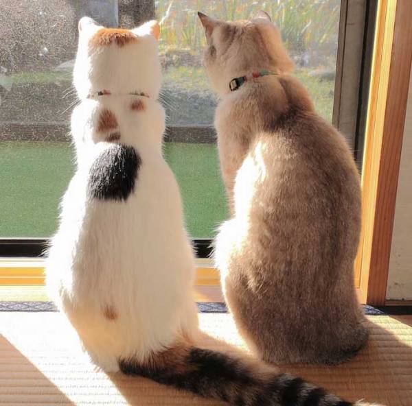 毛がぽわぽわの子猫が成長すると？　姿に５万いいね　「時の流れを感じる」